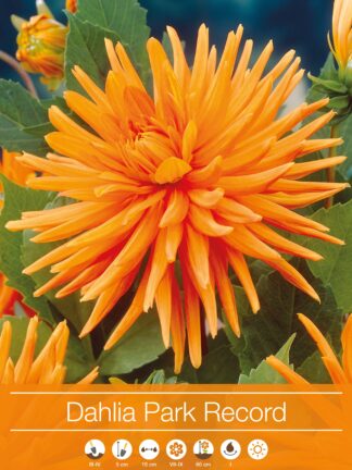 Dahlia Park Record