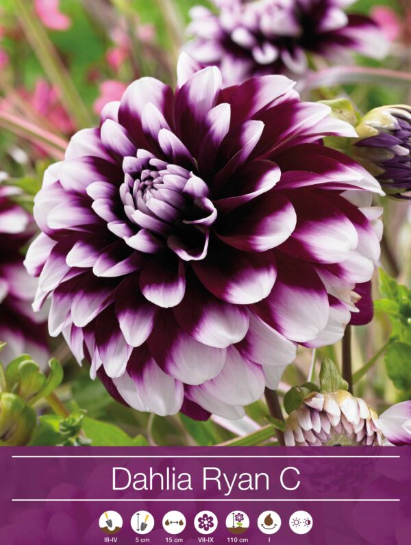 Dahlia Ryan C