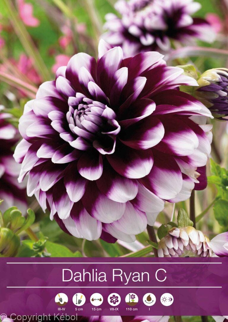 Dahlia Ryan C