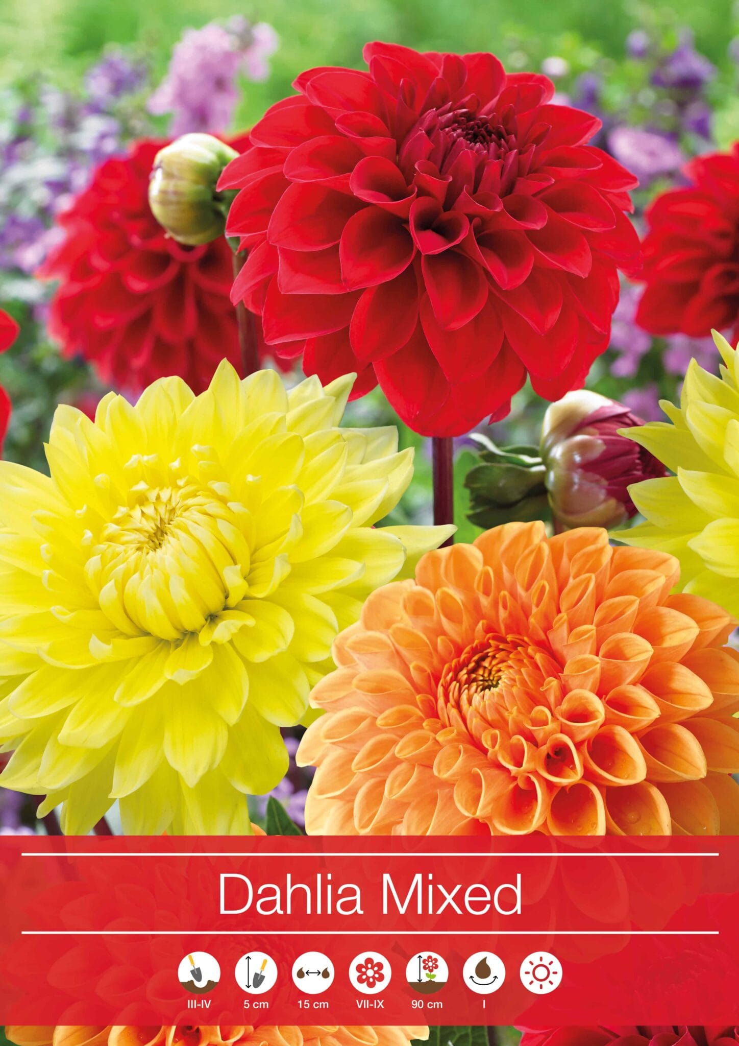 Dahlia Mixed Orange/Yellow/Red