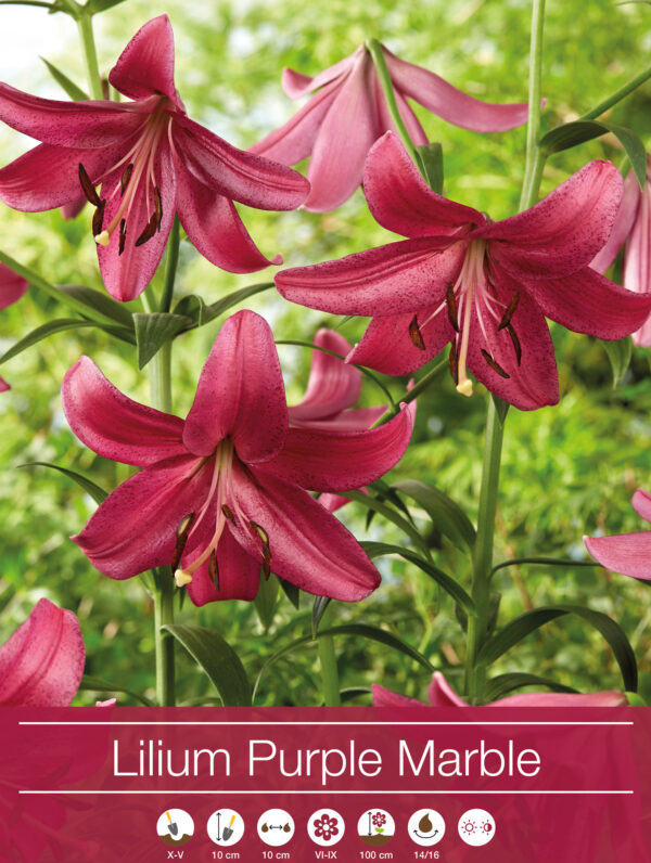 Lilium Purple Marble
