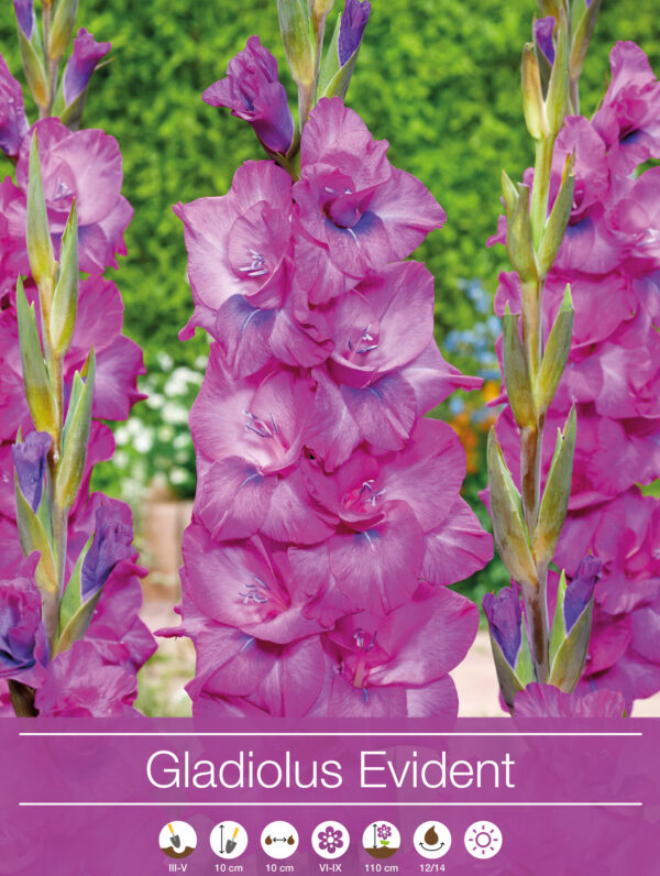 Gladiolus Evident