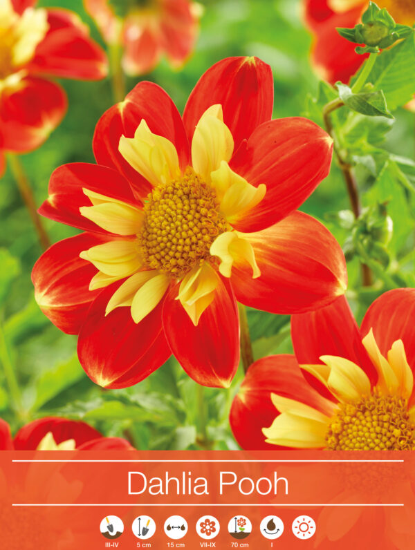 Dahlia Pooh
