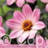 Dahlia Happy Days Pink