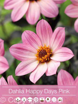 Dahlia Happy Days Pink