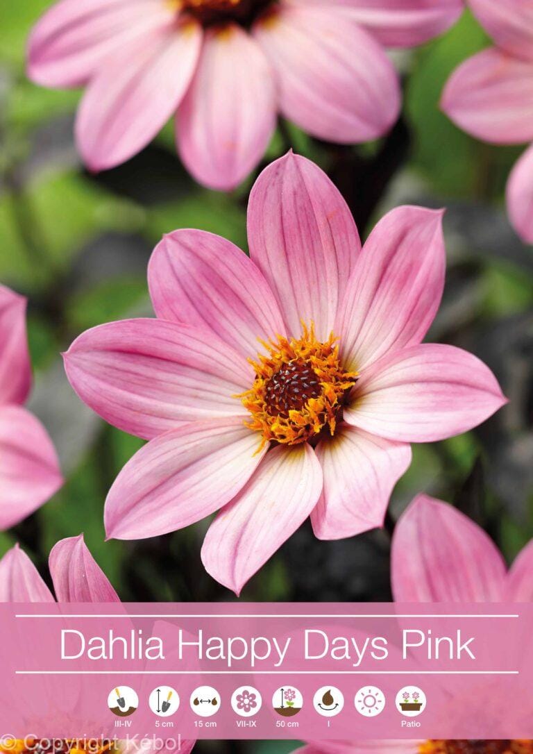 Dahlia Happy Days Pink