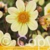 Dahlia Happy Days Lemon