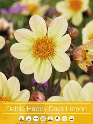 Dahlia Happy Days Lemon