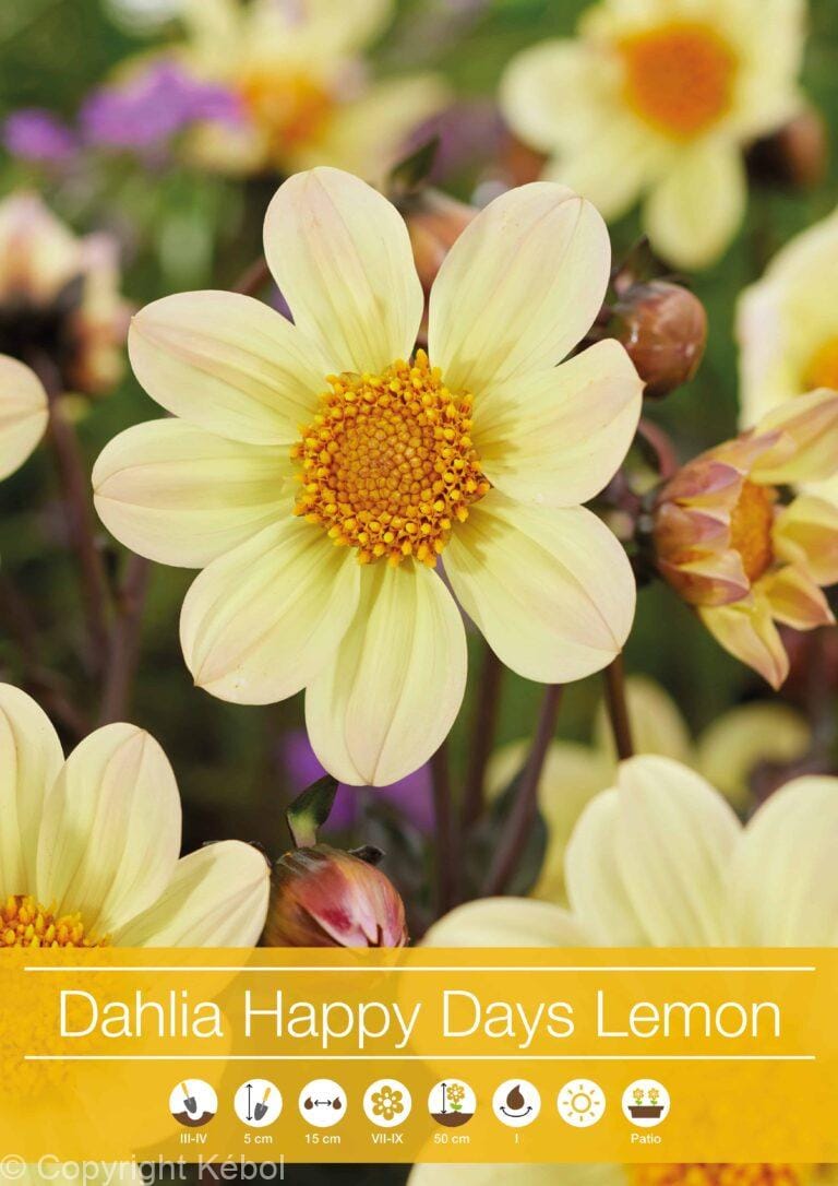 Dahlia Happy Days Lemon