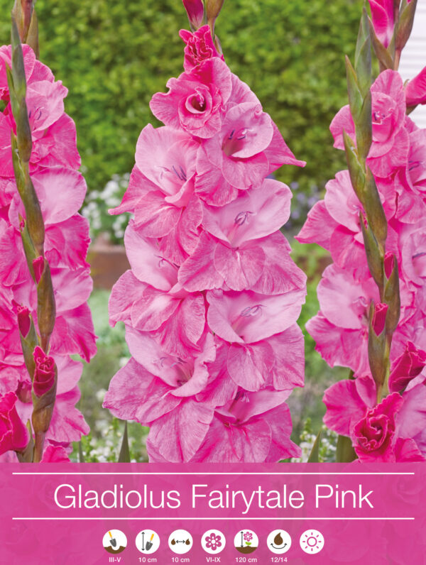 Gladiolus Fairytale Pink