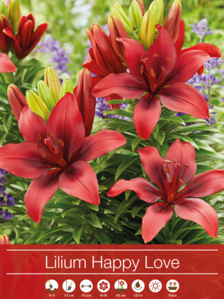 Lilium Happy Love