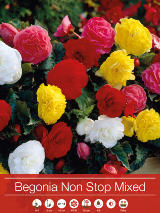 Begonia Non Stop Mixed