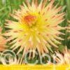 Dahlia Spassmacher