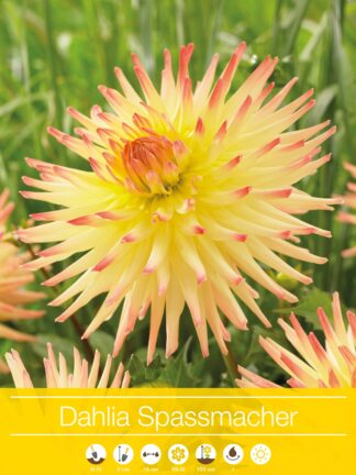 Dahlia Spassmacher