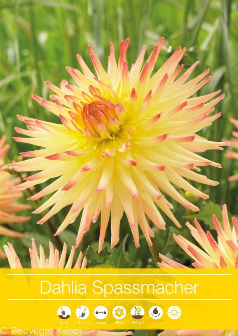 Dahlia Spassmacher