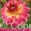 Dahlia Armateras