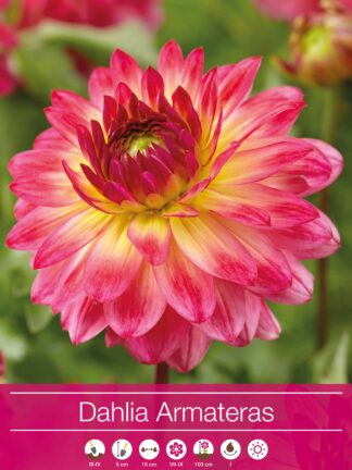 Dahlia Armateras