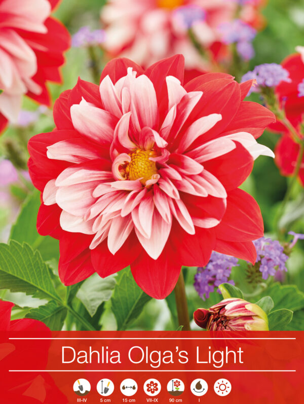 Dahlia Olga's Light