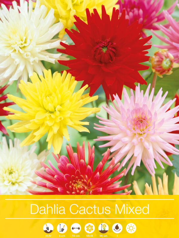 Dahlia Cactus Mixed