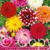 Dahlia Decorative Mixed