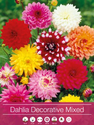Dahlia Decorative Mixed