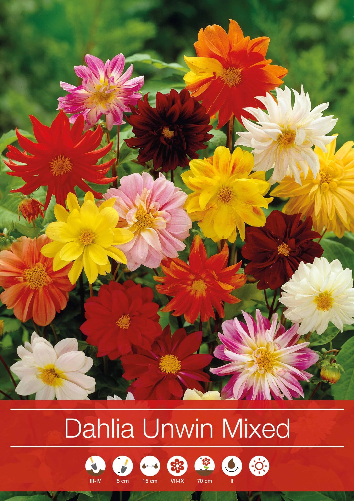Dahlia Unwinn Mixed