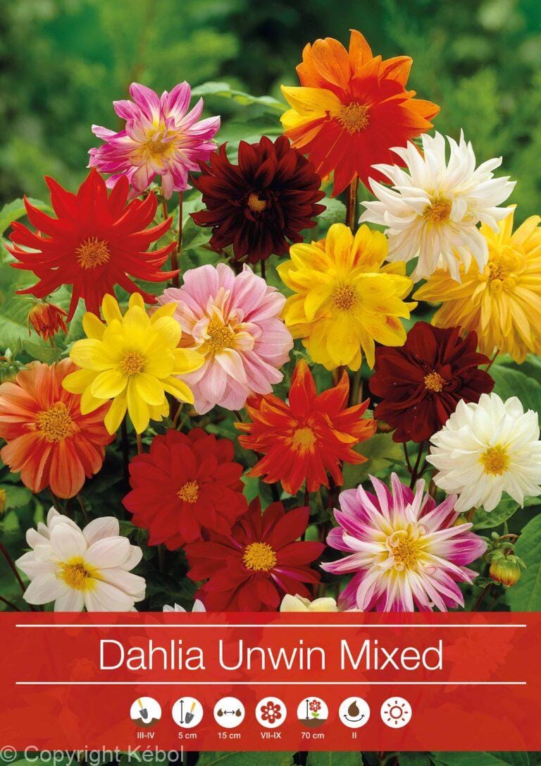 Dahlia Unwinn Mixed