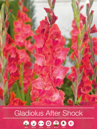 Gladiolus After Shock