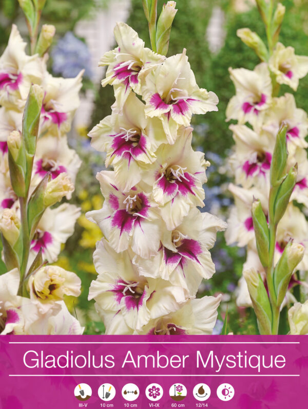 Gladiolus Amber Mistique