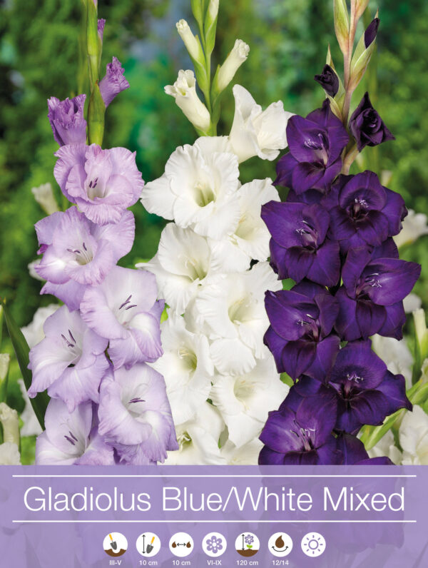 Gladiolus Mixed Blue / White