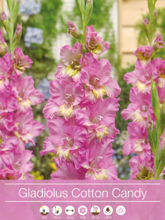 Gladiolus Cotton Candy