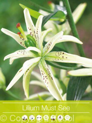 Lilium Must See