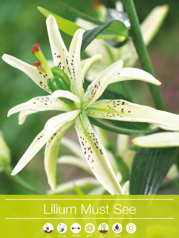 Lilium Must See