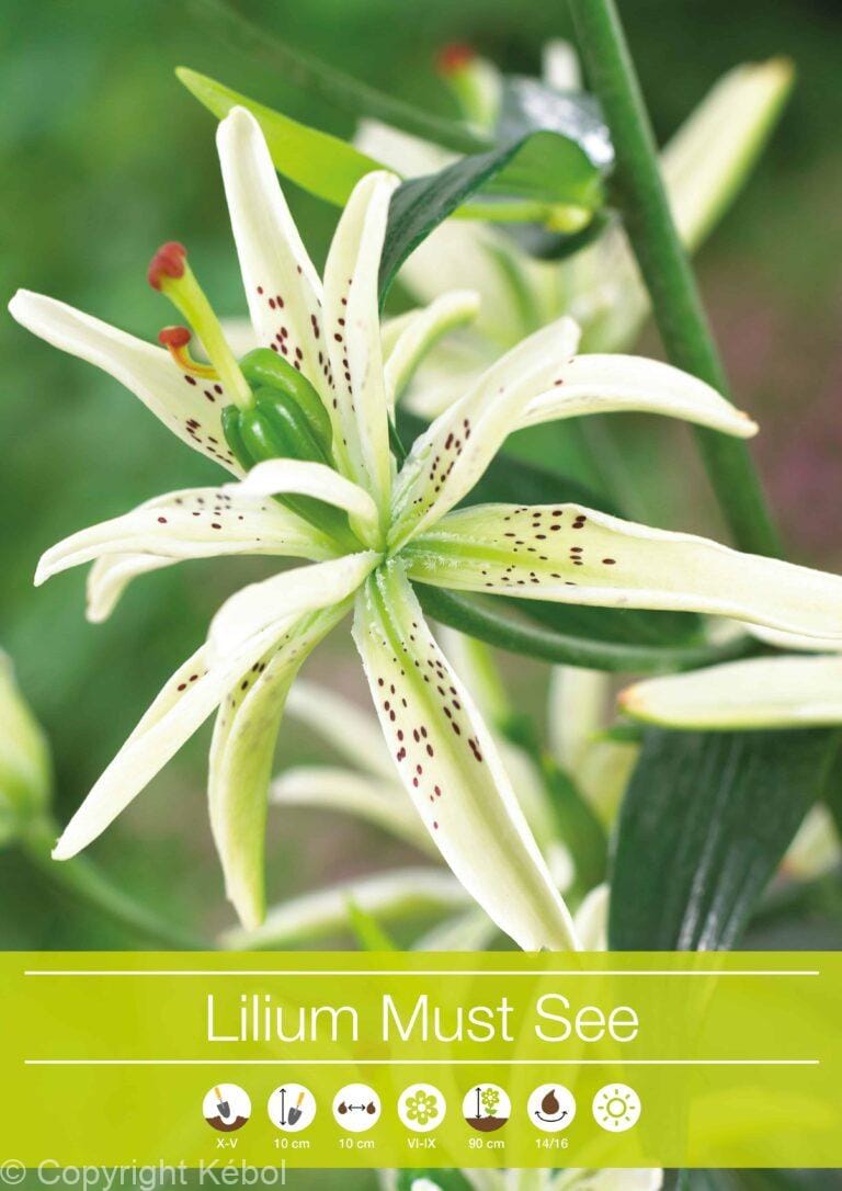 Lilium Must See