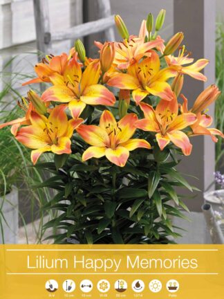 Lilium Happy Memories