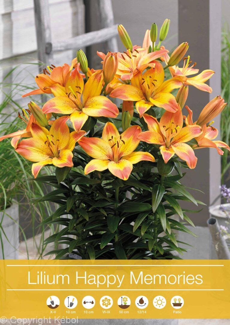 Lilium Happy Memories