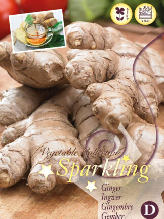 Zingiber officinale (Ginger) I