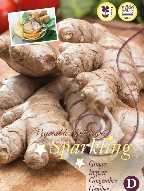 Zingiber officinale (Ginger) I