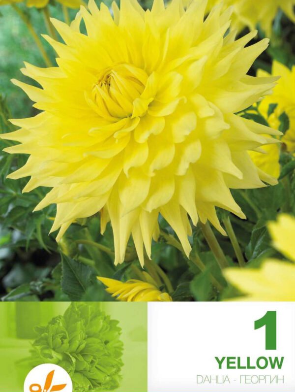 Dahlia Decorative Yellow