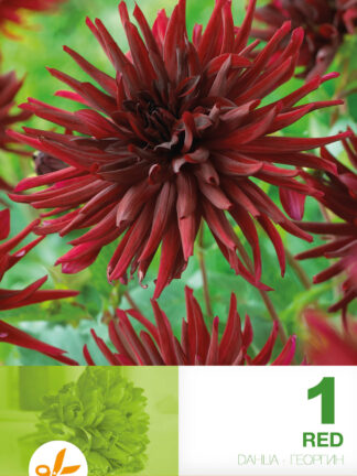 Dahlia Cactus Red