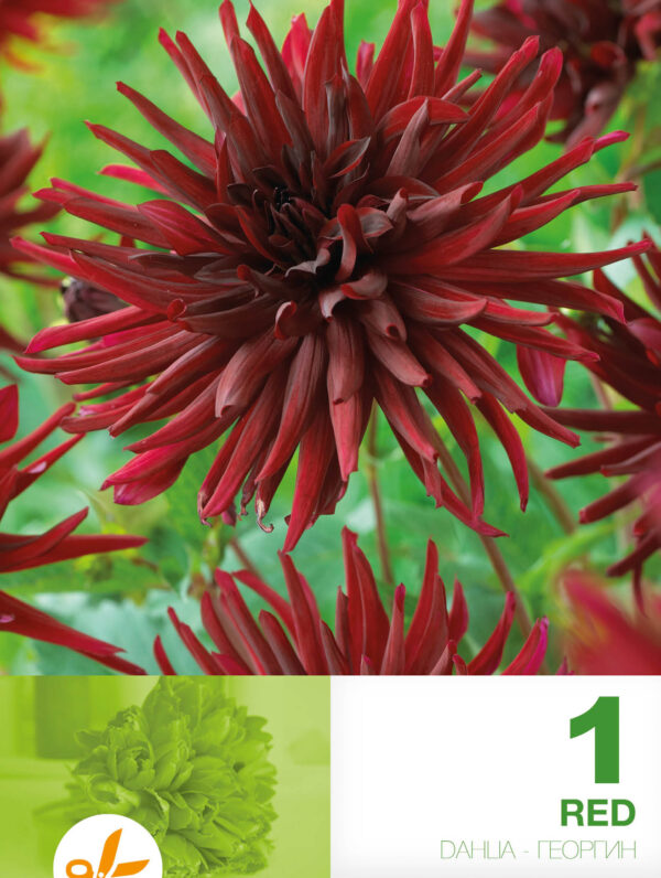 Dahlia Cactus Red