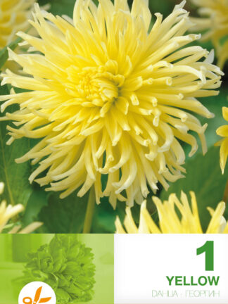 Dahlia Cactus Yellow