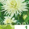 Dahlia Cactus White