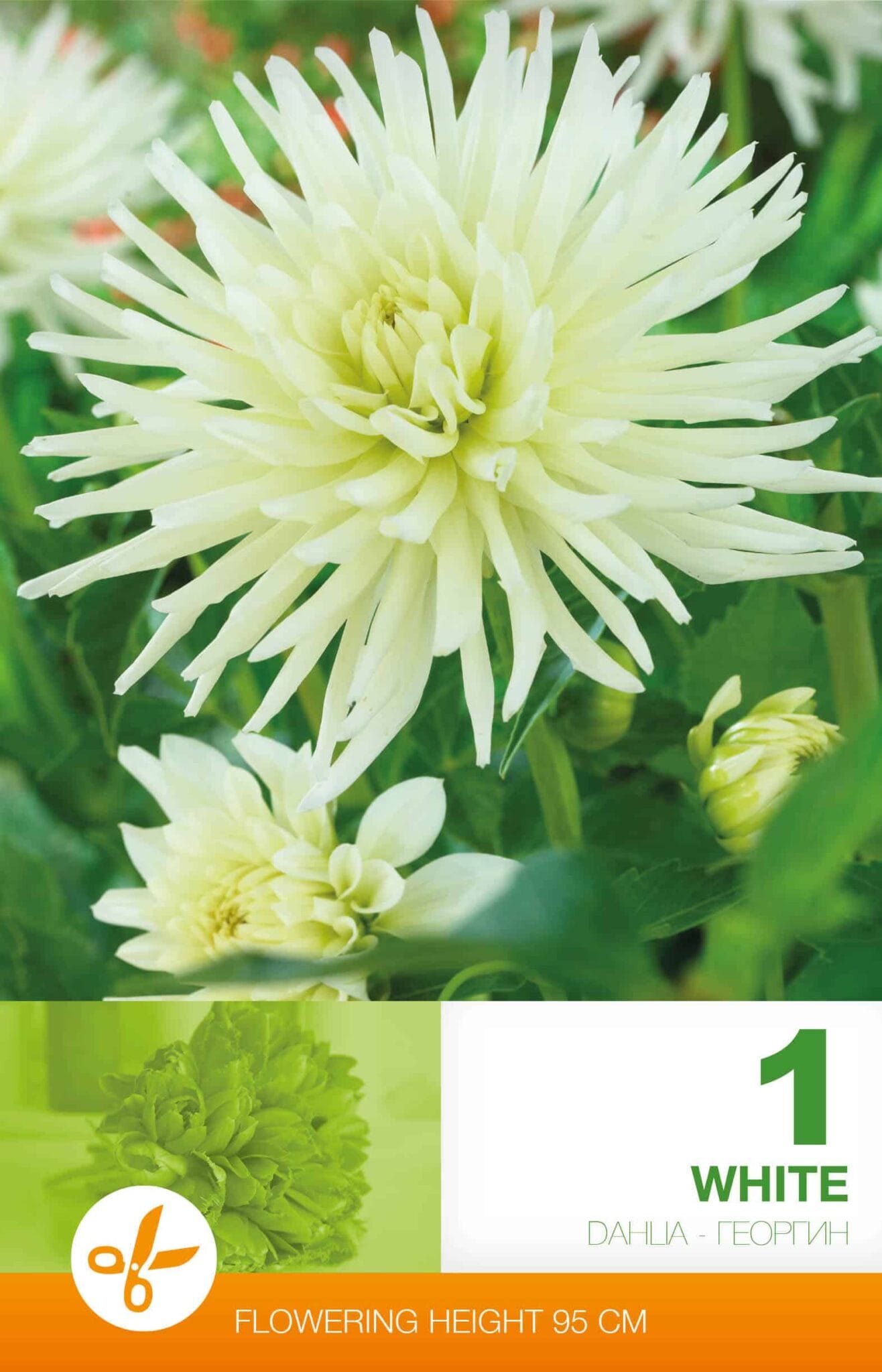 Dahlia Cactus White