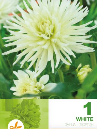 Dahlia Cactus White