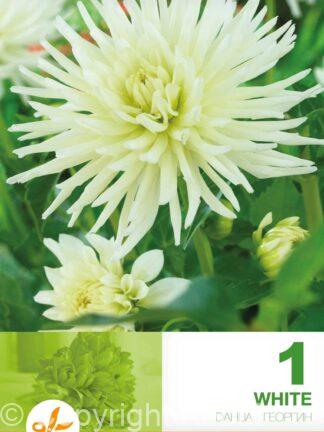 Dahlia Cactus White