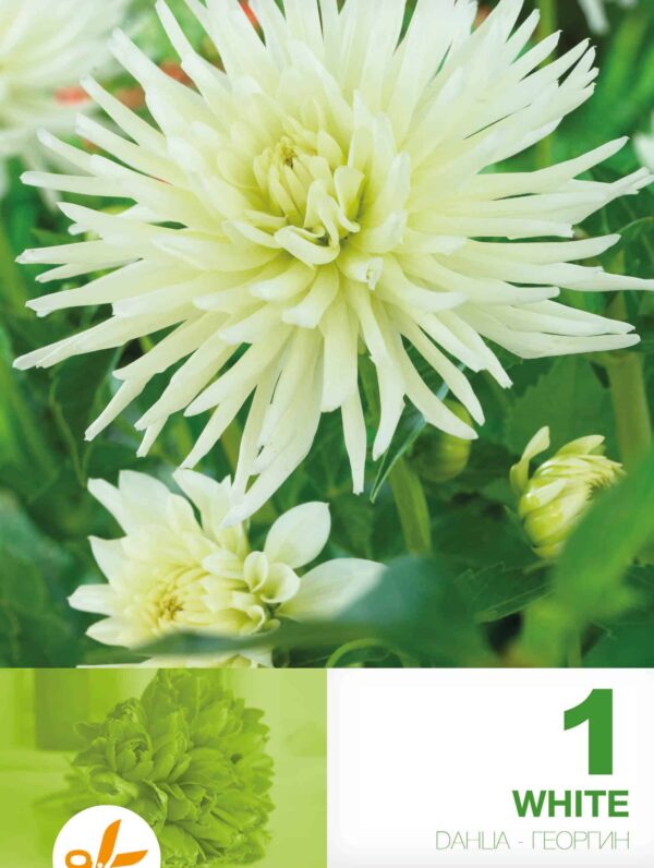 Dahlia Cactus White