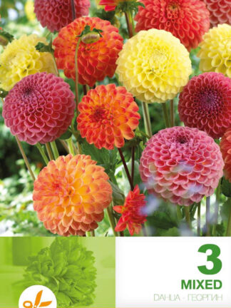 Dahlia Pompon Mixed Economy