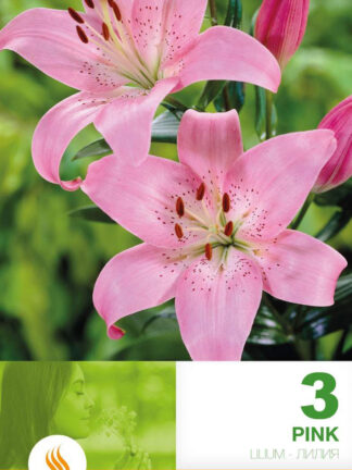 Lilium AS Pink