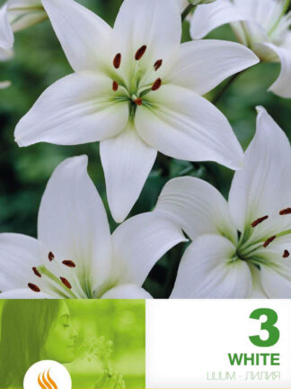 Lilium As White